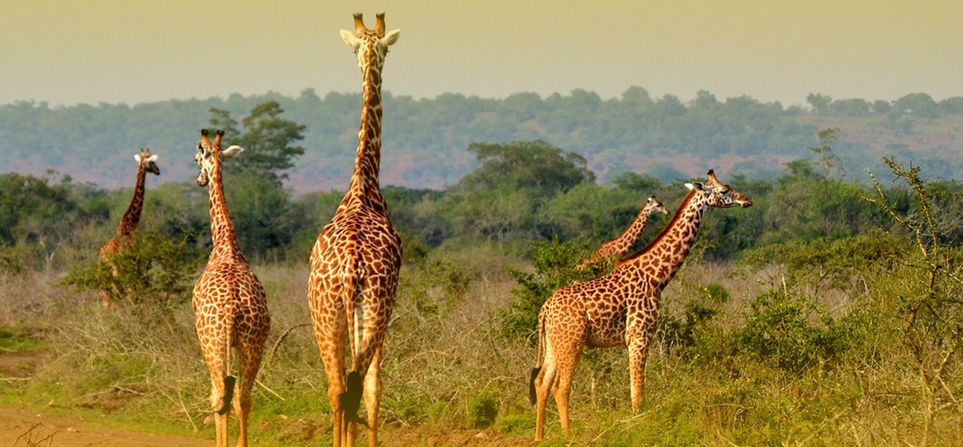 3 Days Akagera National Park Wildlife Safari Tour in Rwanda