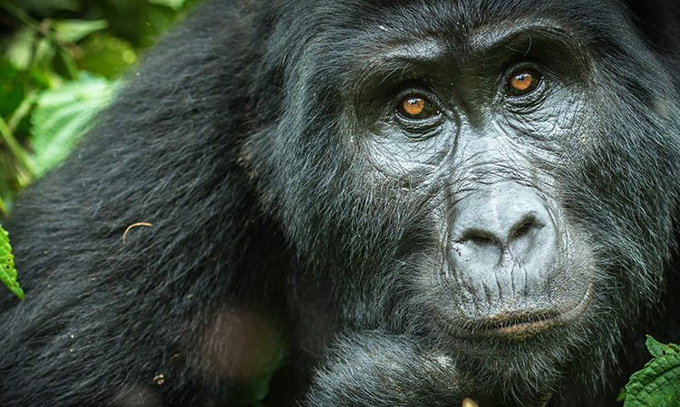 Mountain Gorilla Conservation