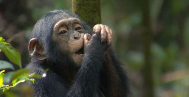 3 Days Rwanda Chimpanzee Trek in Nyungwe