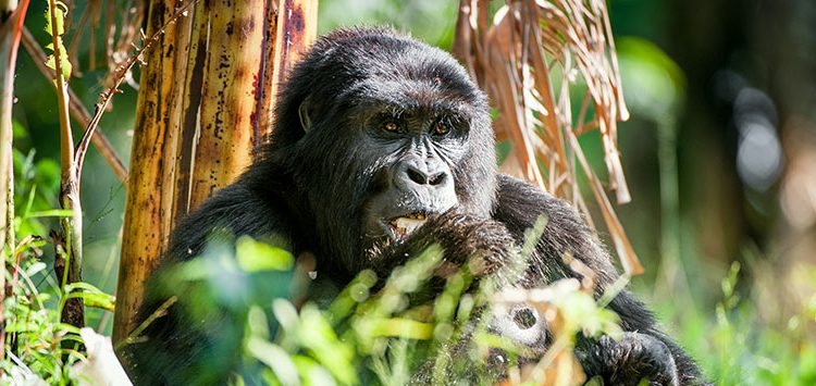 Why are Mountain Gorillas Endangered