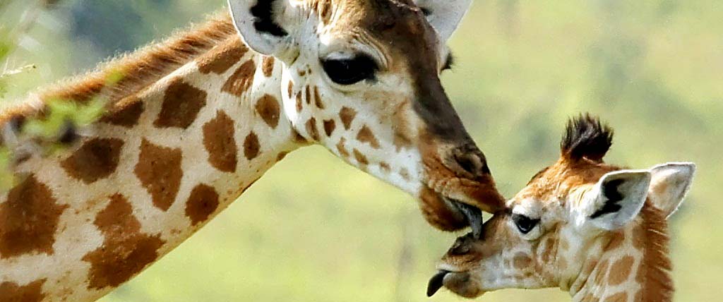 3 Days Murchison Falls National Park Wildlife & Boat Cruise Safari