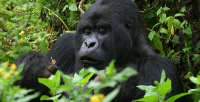 Affordable 3 Days Uganda Gorilla Trek