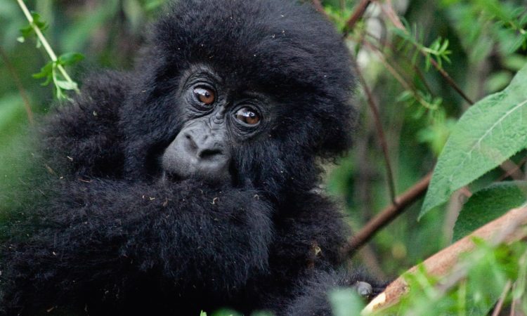 1 Day Rwanda Express Gorilla Trek