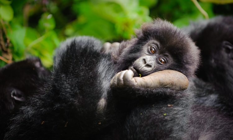 Luxury Gorilla Safaris