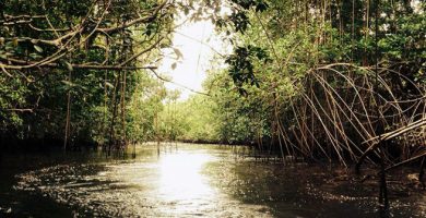 Mangroves National Park Congo