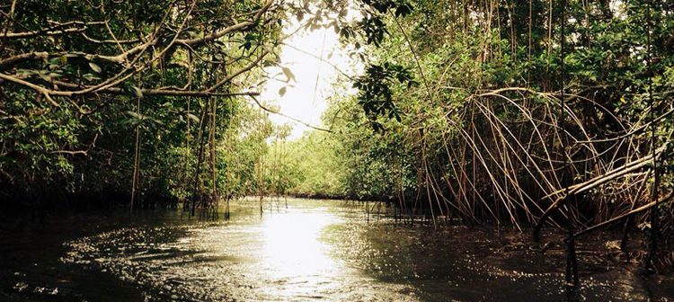 Mangroves National Park Congo