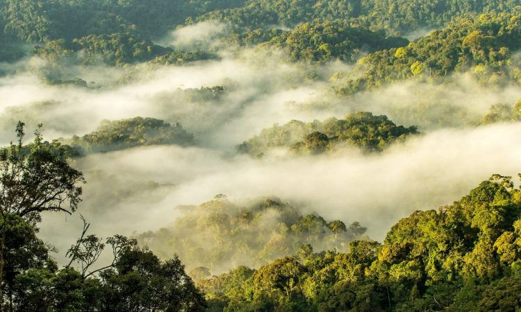 National Parks in Rwanda