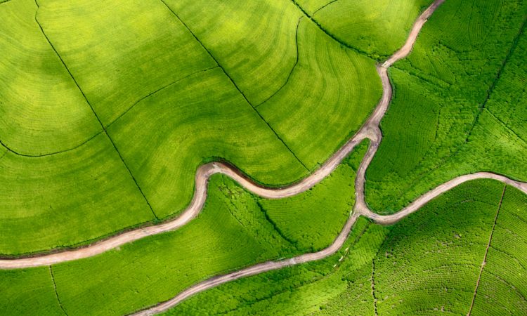 Nyungwe Forest National Park Rwanda