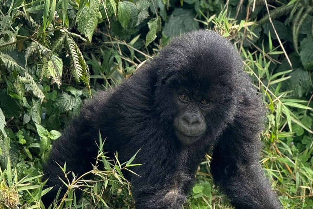 Best Time for Gorilla Trekking in Rwanda