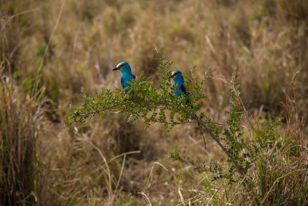 Birding in Kidepo