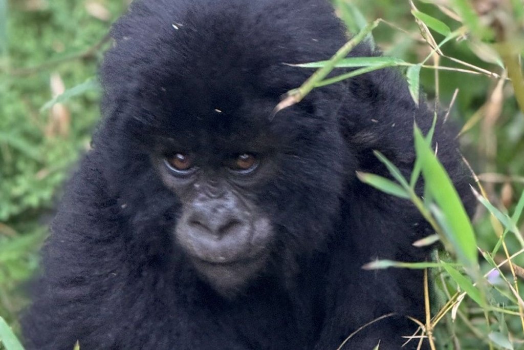 Checking Online Availability of Rwanda Gorilla Permits