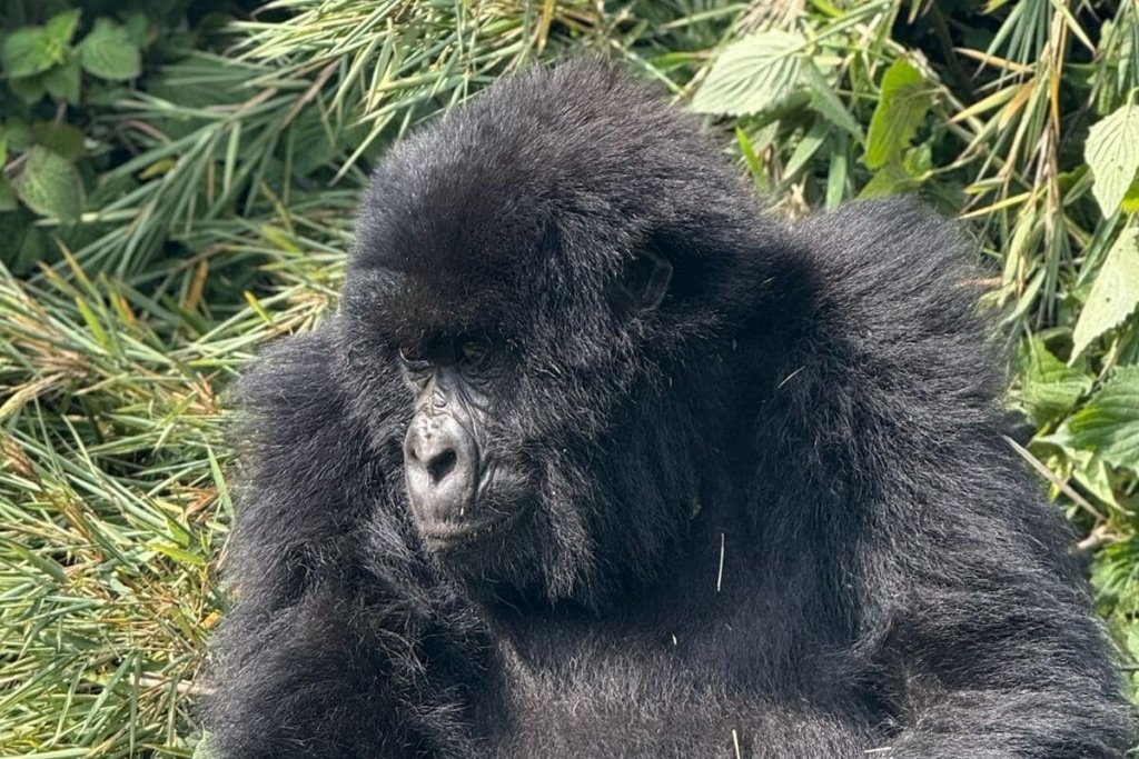 Cost of Gorilla Permits in Rwanda