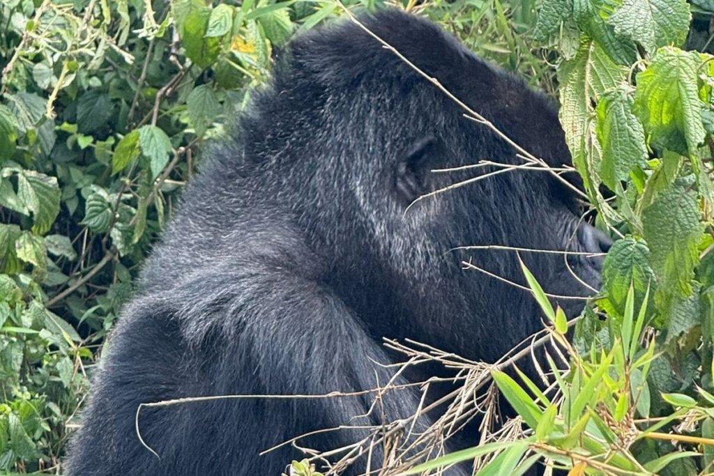Discounts on Rwanda Gorilla Permits