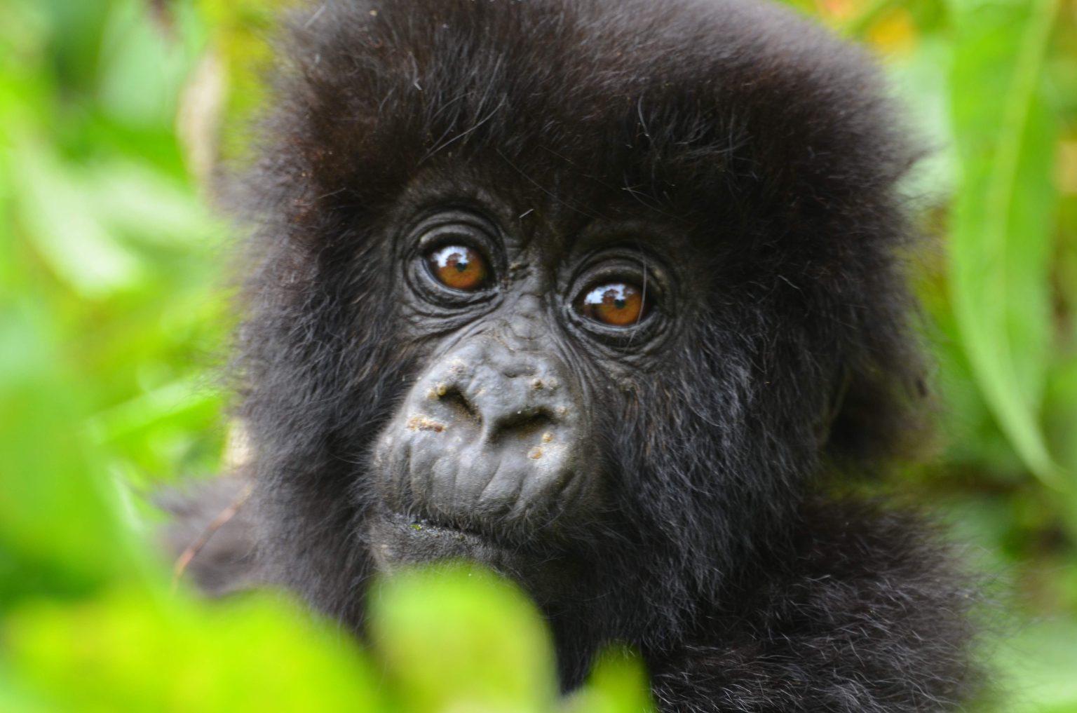 Owning a Gorilla Costs, Legality, and Care Insights