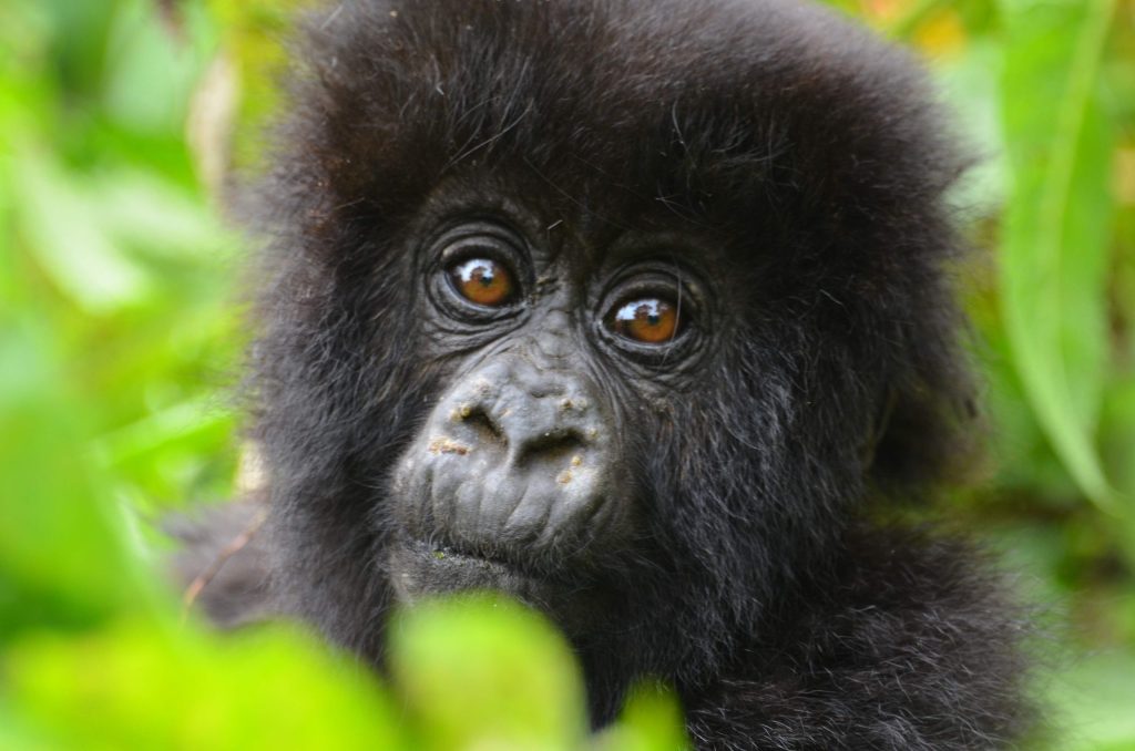 Budget Gorilla Tours in Uganda