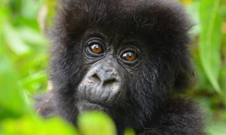 Gorilla Trekking Rules and Regulations - Essential Guidelines