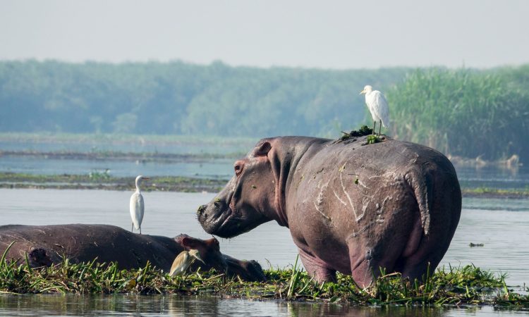 Guide to Uganda's National Parks - Explore Wildlife and Adventure