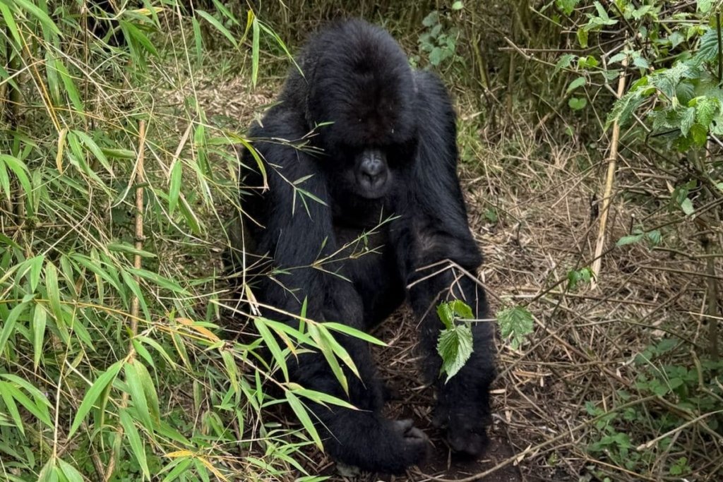 How to Book Gorilla Permits in Rwanda