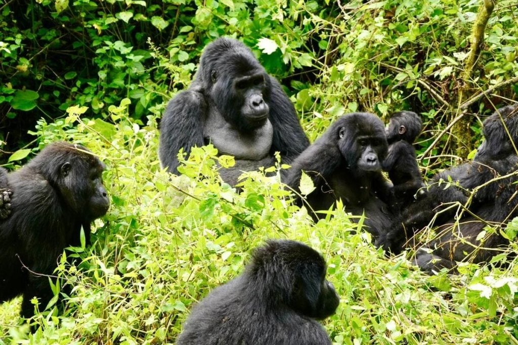 How to Book a Uganda Gorilla Permit