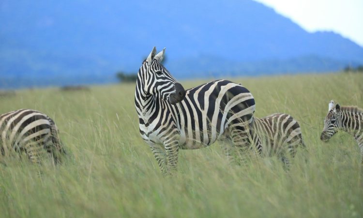 Kidepo Valley National Park