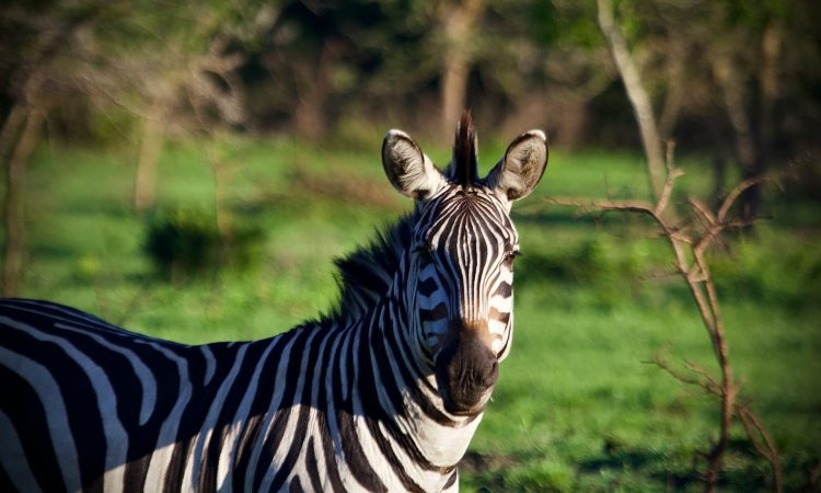 Lake Mburo National Park