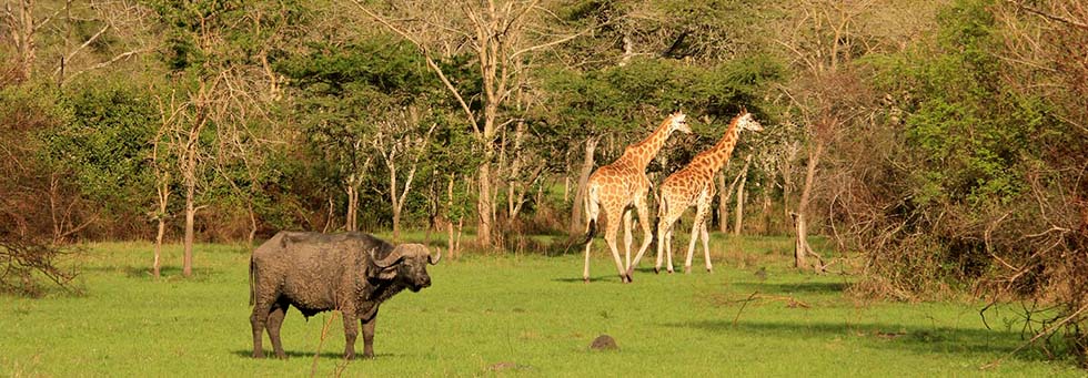 Lake Mburo National Park Accommodation Entry Fee Safaris African Gorilla Tours