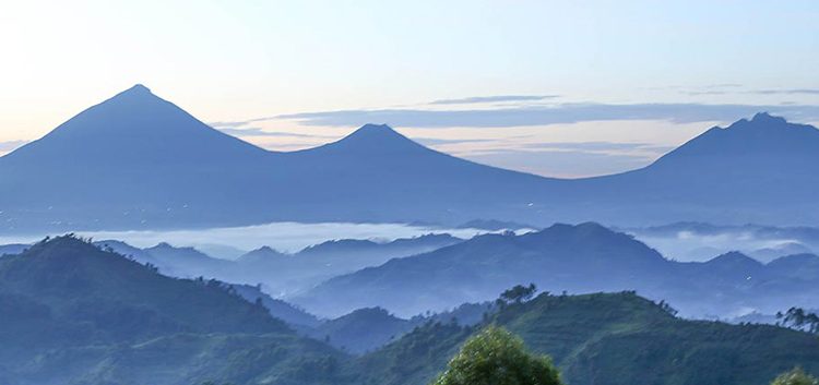 Nkuringo Gorilla Trekking