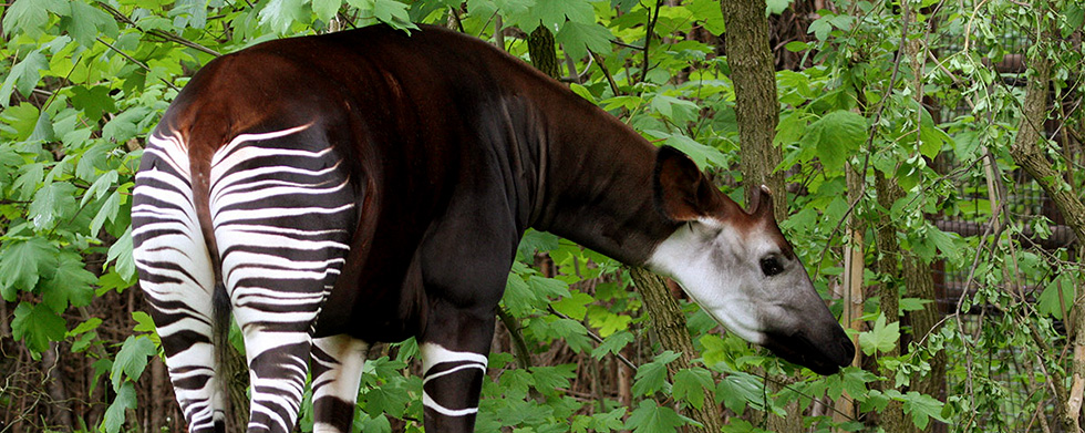 Visit Okapi Wildlife Reserve in DR Congo & See Okapi Animal