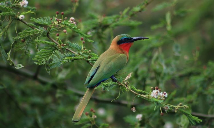 Semuliki Valley National Park - Uganda's Gem for Birding & Hot Springs