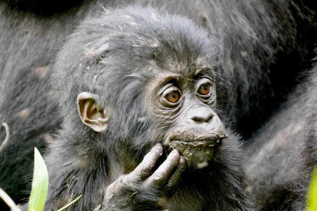 Uganda Gorilla Permit Cost