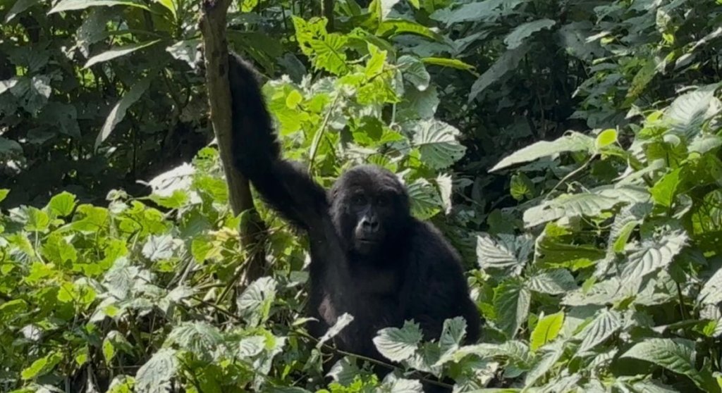 Uganda Gorilla Permit Availability