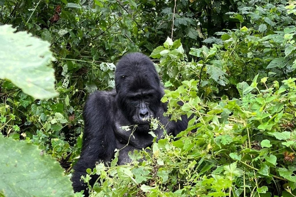 Why the Uganda Gorilla Permit Is Scarce
