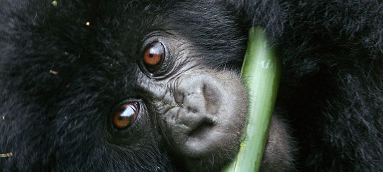 How many Humans does it take to beat a Gorilla