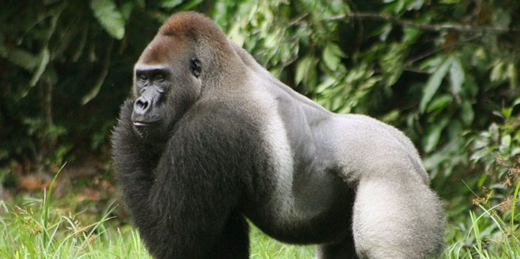 Eastern Lowland Gorilla