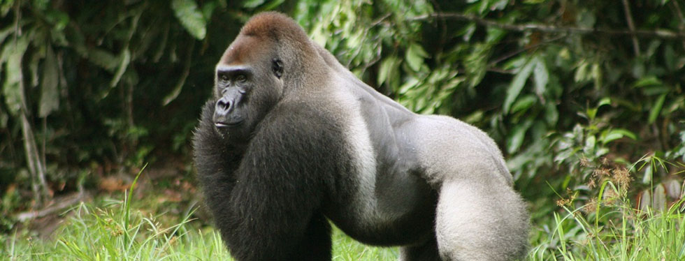 Eastern Lowland Gorilla Height, Weight & Scientific Name