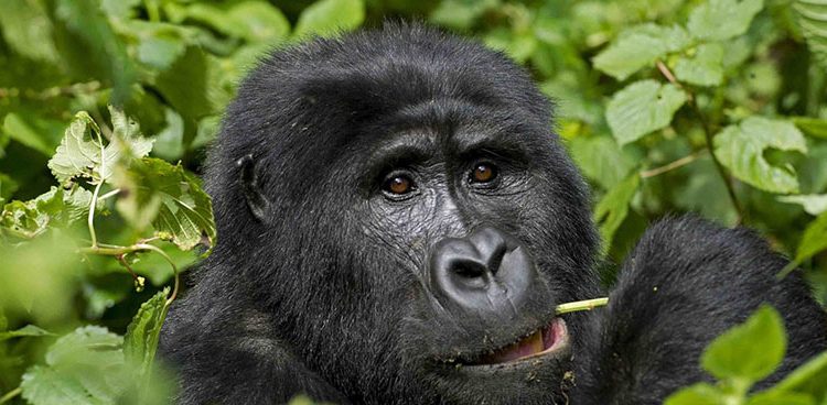 Lifespan of Gorillas