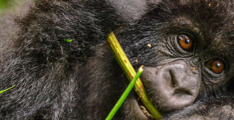 Mountain Gorilla Diet