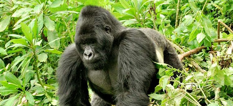 Mountain Gorilla Population