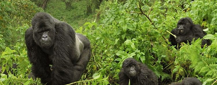 Natural Mountain Gorilla Predators