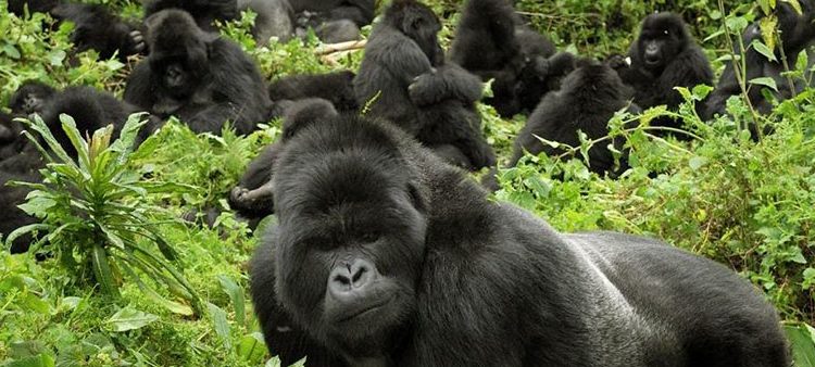 Why do Gorillas beat their Chest