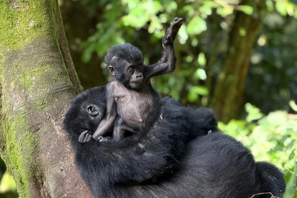 Discounted Gorilla Permits in Rwanda