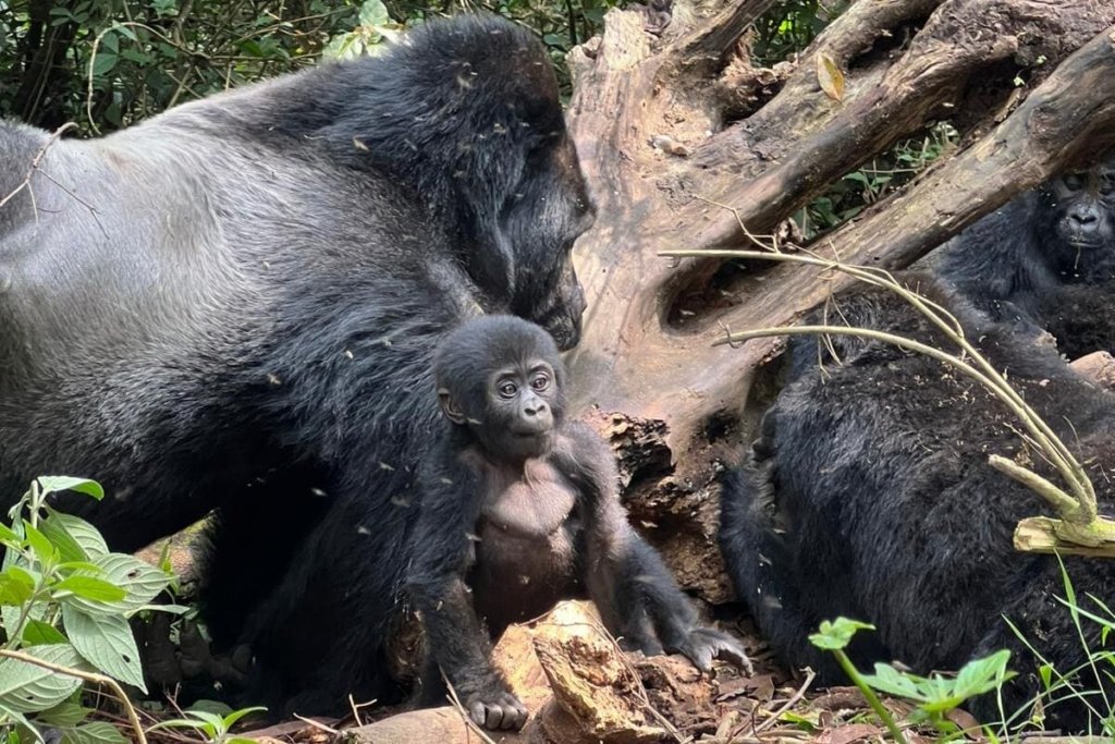 Discounted Gorilla Permits in Uganda