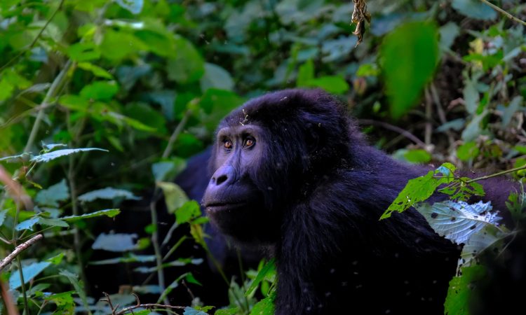 Evaluating Gorilla Trekking - Is It Worth the Investment