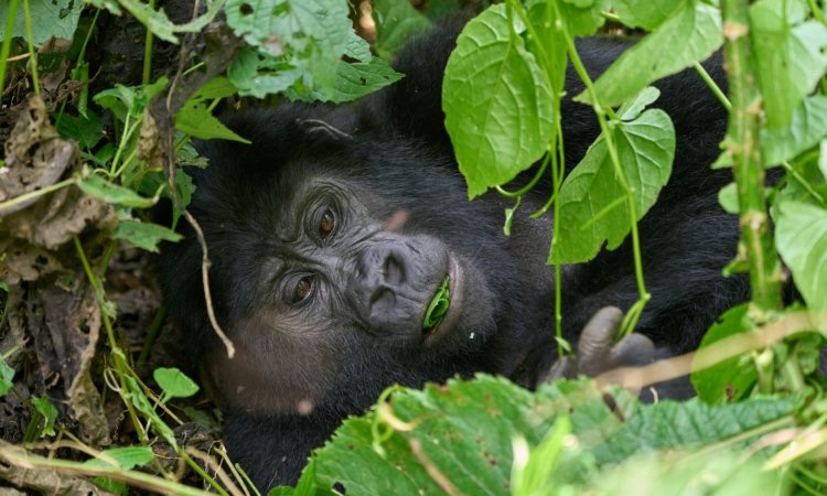 Gorilla Habituation in Uganda: Complete Experience Guide