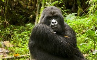 gorillas mountain extinct going why were