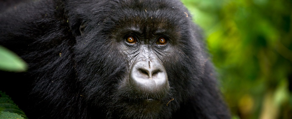 Is there Gorilla Habituation in Rwanda