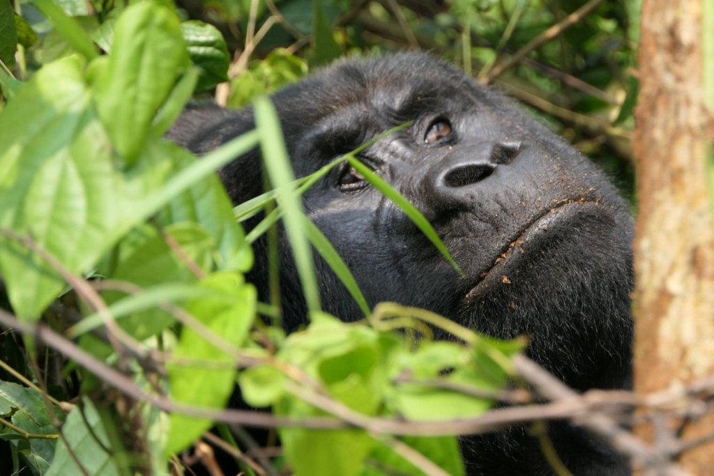Planning Your Gorilla Trekking Budget