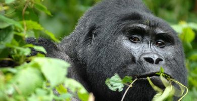 The Uganda Gorilla Habituation Experience in Rushaga