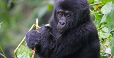 Advantages of Gorilla Tourism in Bwindi