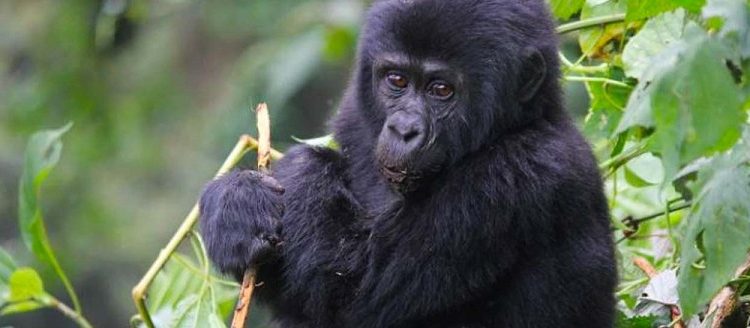 Advantages of Gorilla Tourism in Bwindi